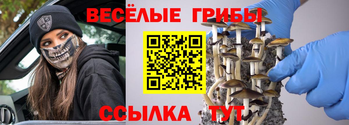 Псилоцибиновые грибы Psilocybe Клин